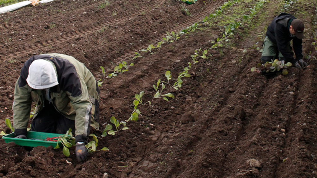 PGU Rosenholm, Elever i grøntsagsmark